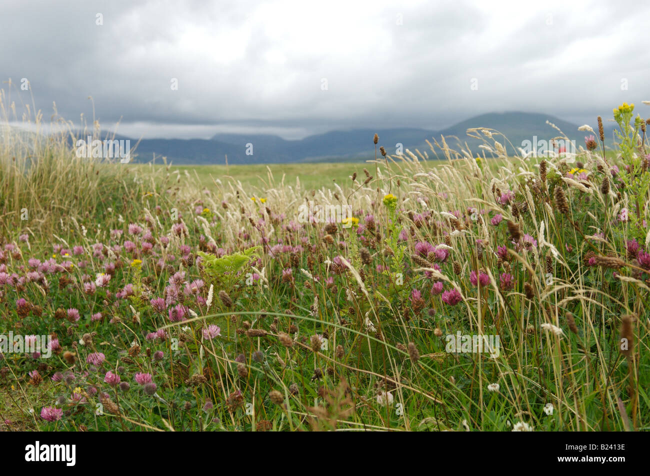Fleurs sauvages à Shell Island, au nord du Pays de Galles Banque D'Images