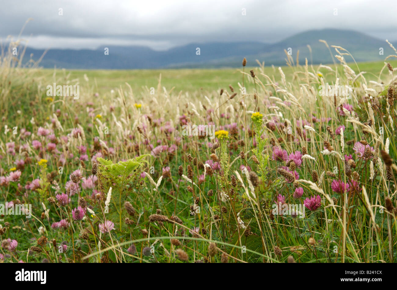 Fleurs sauvages à Shell Island, au nord du Pays de Galles Banque D'Images