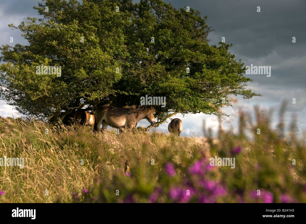 Poneys Exmoor près de Withypool. Parc National d'Exmoor. Le Somerset. L'Angleterre Banque D'Images