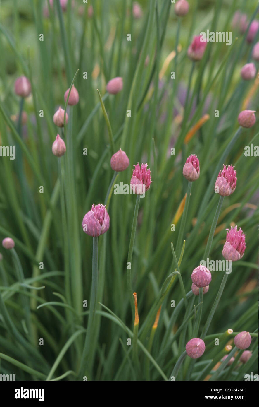 La ciboulette VIVACE LIÉE À L'OIGNON Banque D'Images