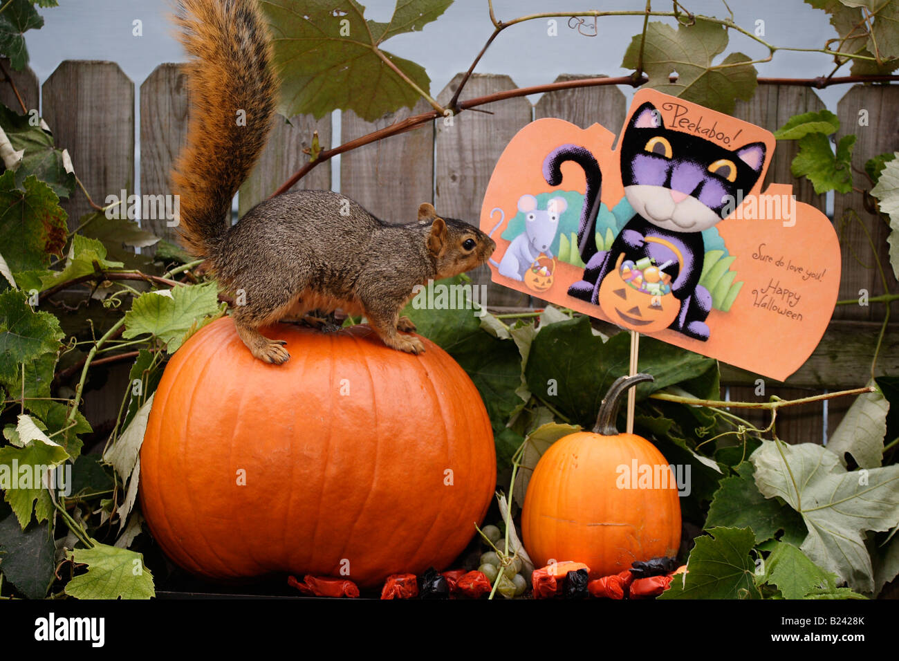 Écureuil d'Halloween assis sur une citrouille orange vue de côté photos images photos Grande haute résolution horizontale aux États-Unis haute résolution aux États-Unis haute résolution Banque D'Images