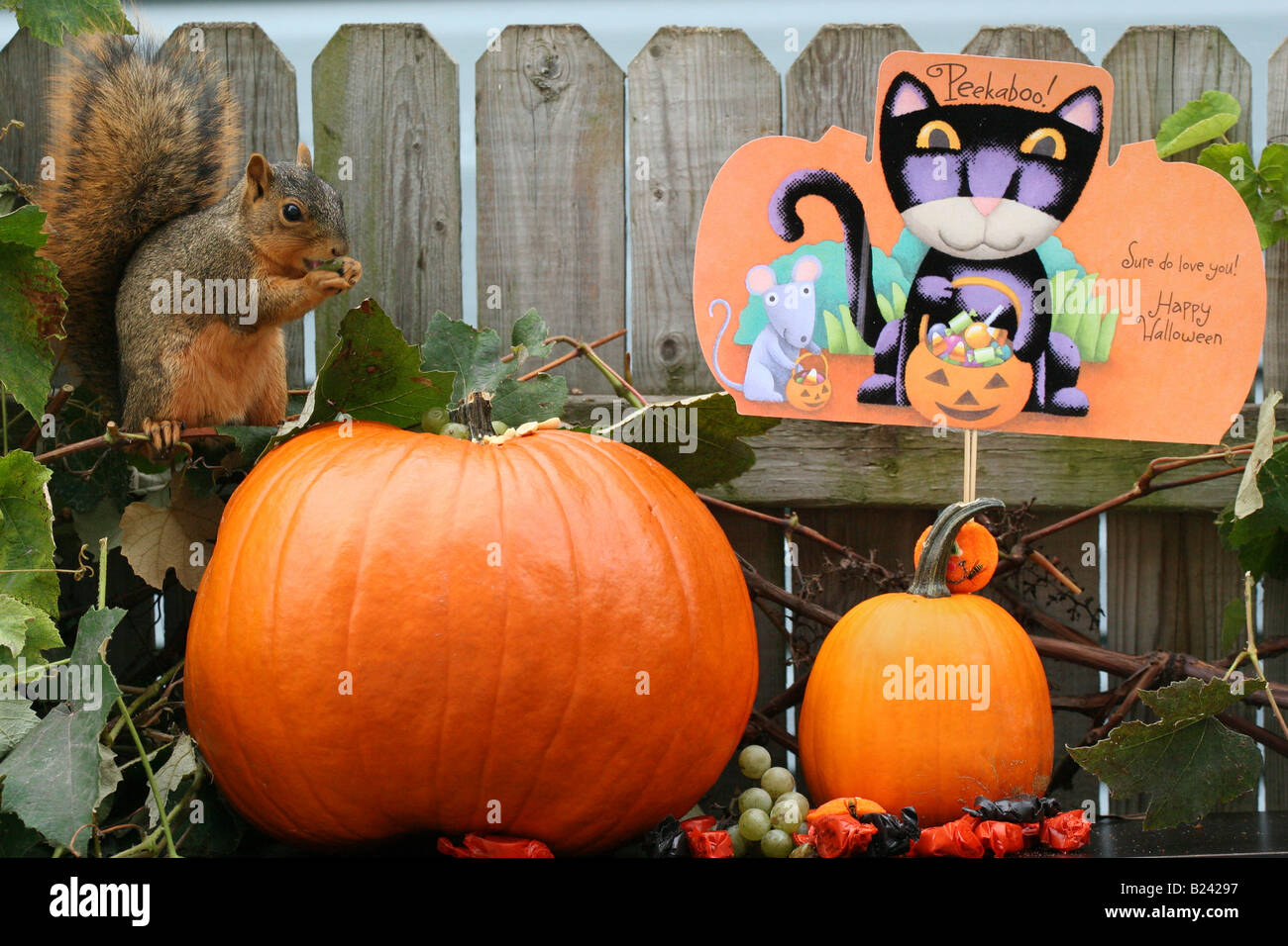 Écureuil d'Halloween assis sur une citrouille orange et manger de côté noix vue photos images photos Grande haute résolution horizontale aux États-Unis haute résolution aux États-Unis haute résolution Banque D'Images