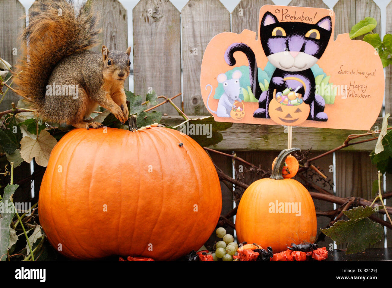 Écureuil d'Halloween assis à l'extérieur sur une citrouille orange images images grandes images haute résolution horizontale aux États-Unis haute résolution aux États-Unis haute résolution Banque D'Images