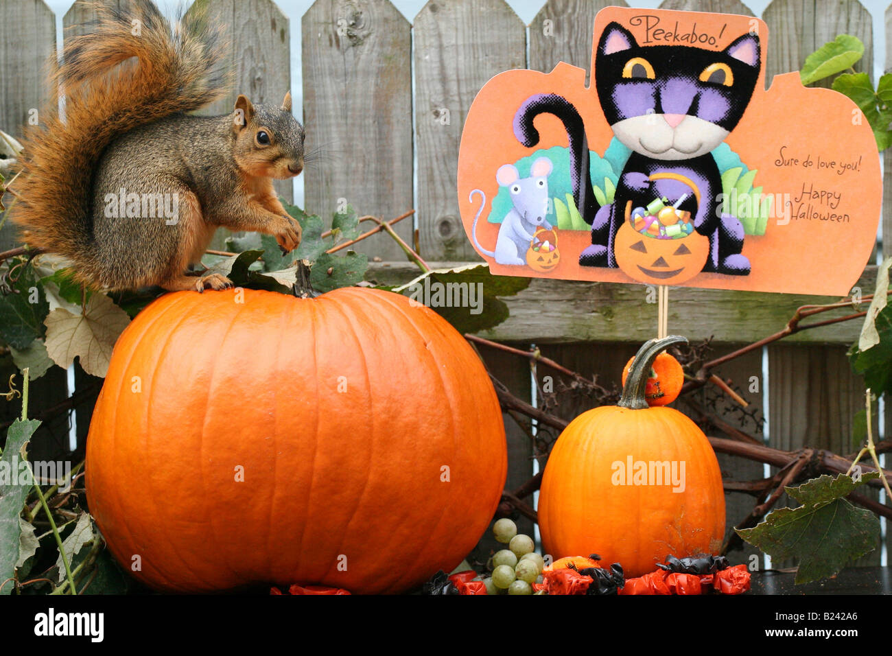 Écureuil d'Halloween assis à l'extérieur sur une citrouille orange images images grandes images haute résolution horizontale aux États-Unis haute résolution aux États-Unis haute résolution Banque D'Images