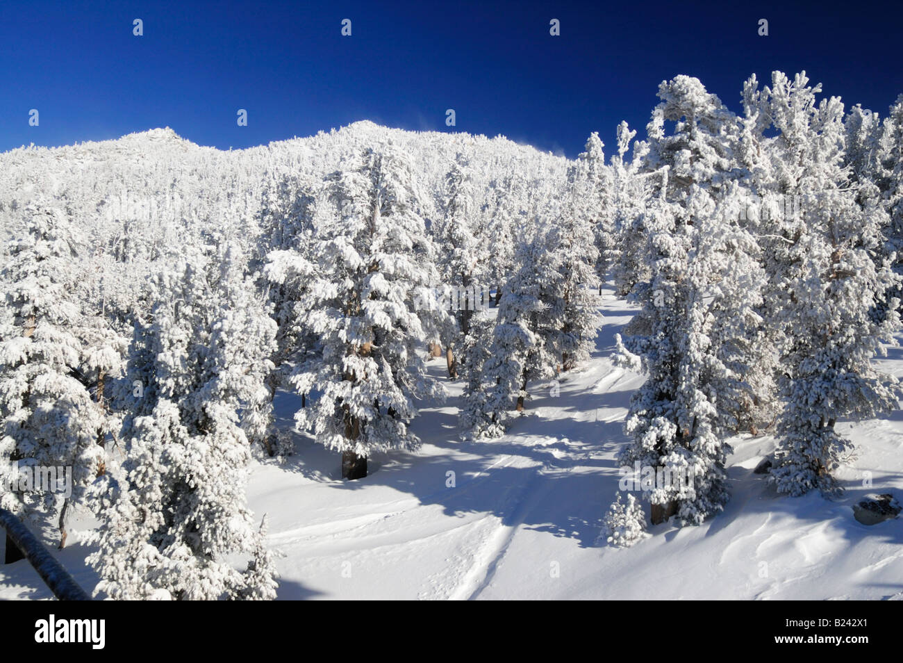 Forêt de montagne congelée sur une journée d'hiver ensoleillée à l'une des stations de ski du Lac Tahoe en Californie Sierra Nevada Banque D'Images