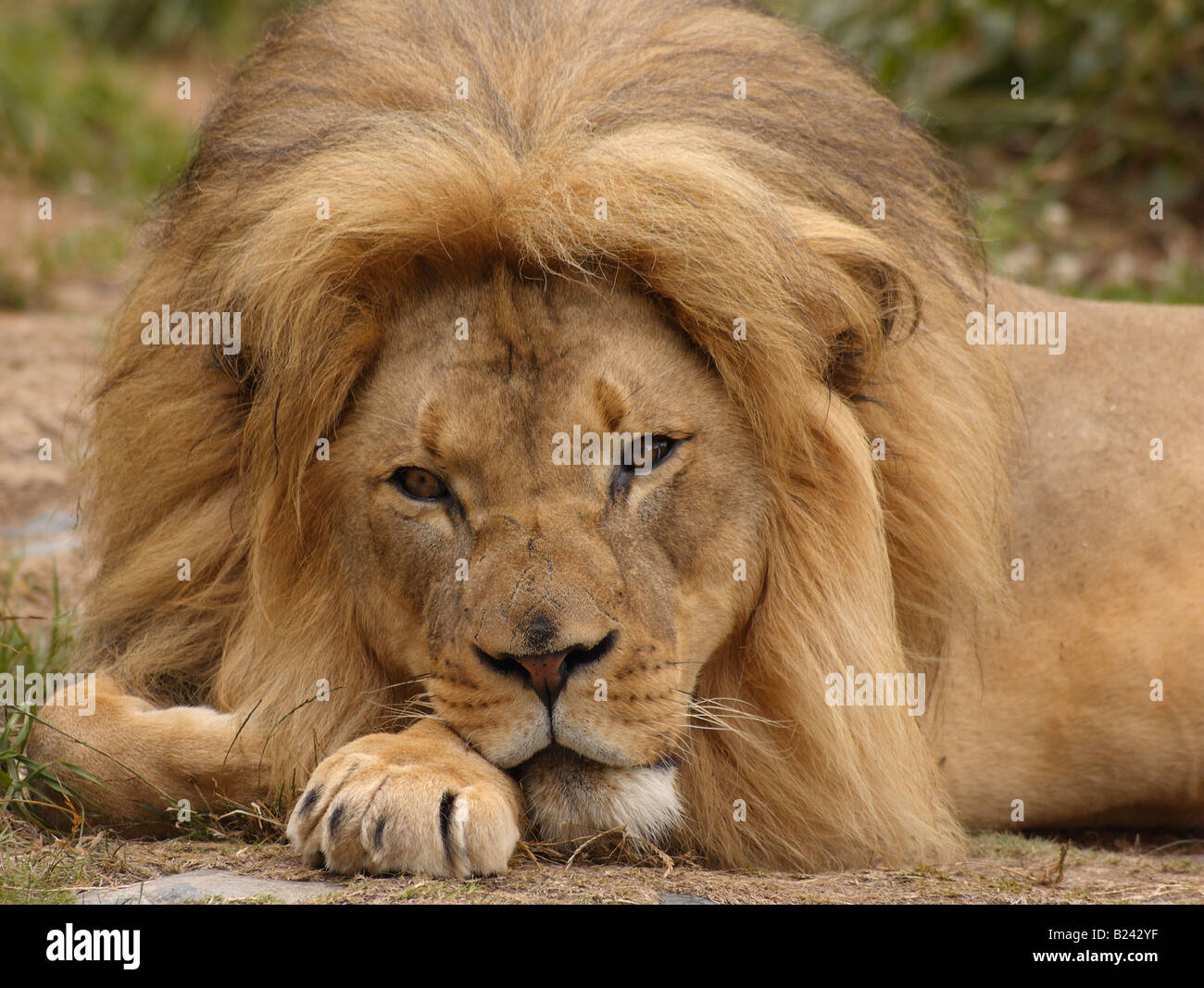 Un portrait de l'african lion au repos à regarder le spectateur Banque D'Images