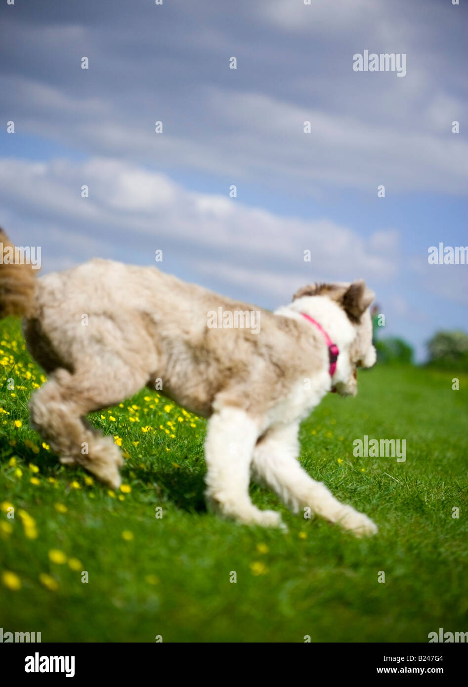 Bearded Collie chien qui court dans la campagne britannique Banque D'Images