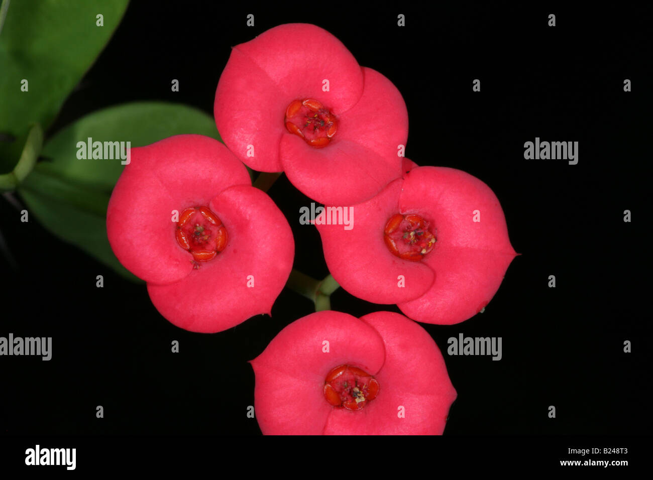 Fleurs rouges de la couronne d'épines, (Christ Plant), dans un jardin à Penonome, province du Cercle, de la République du Panama. Banque D'Images