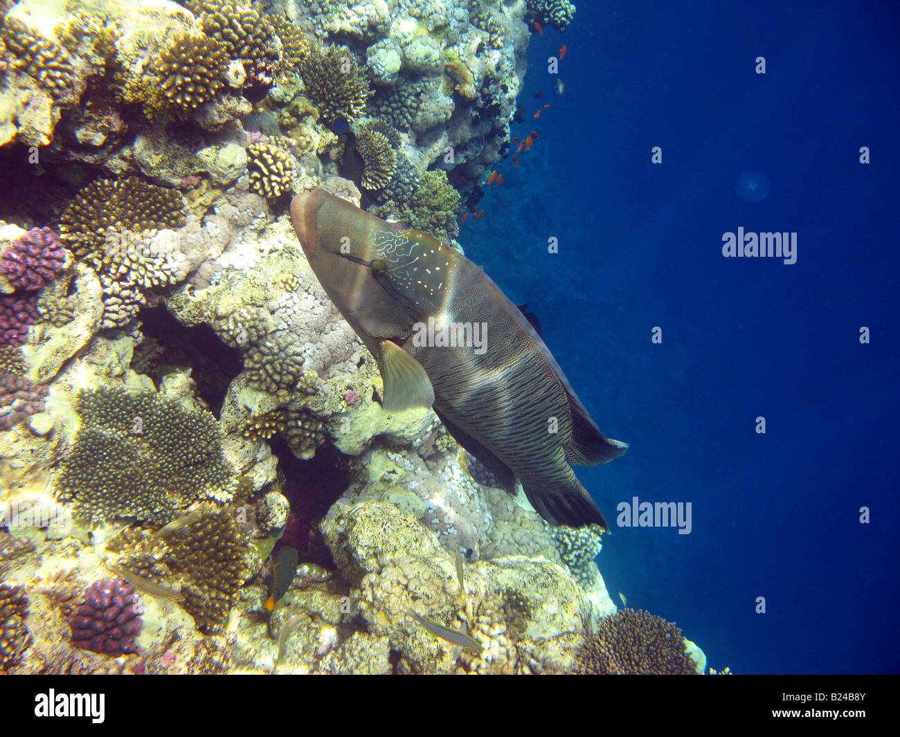 Poisson Napoléon et de récifs coralliens Banque D'Images