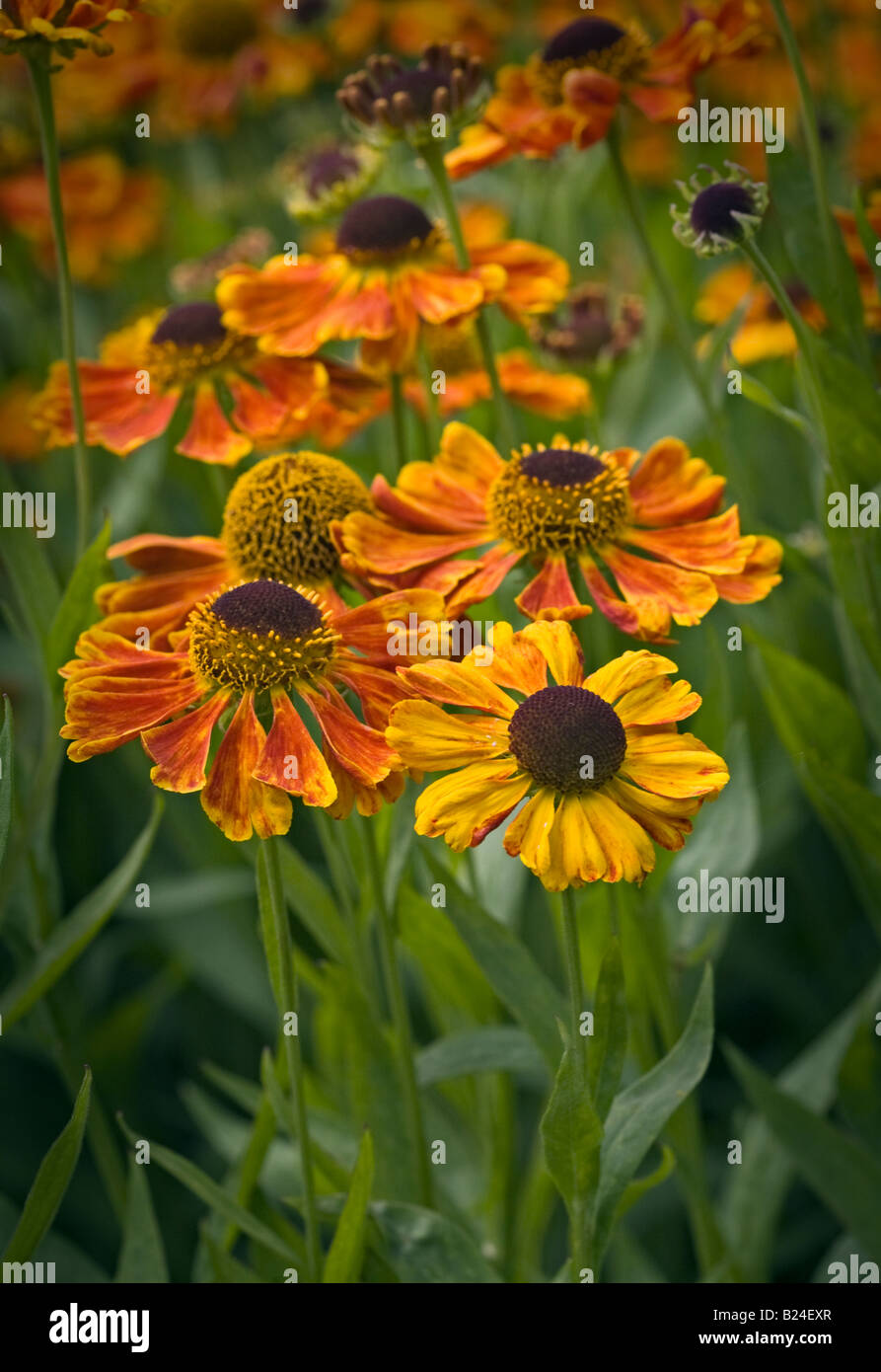 Helenium Waldraut Banque D'Images