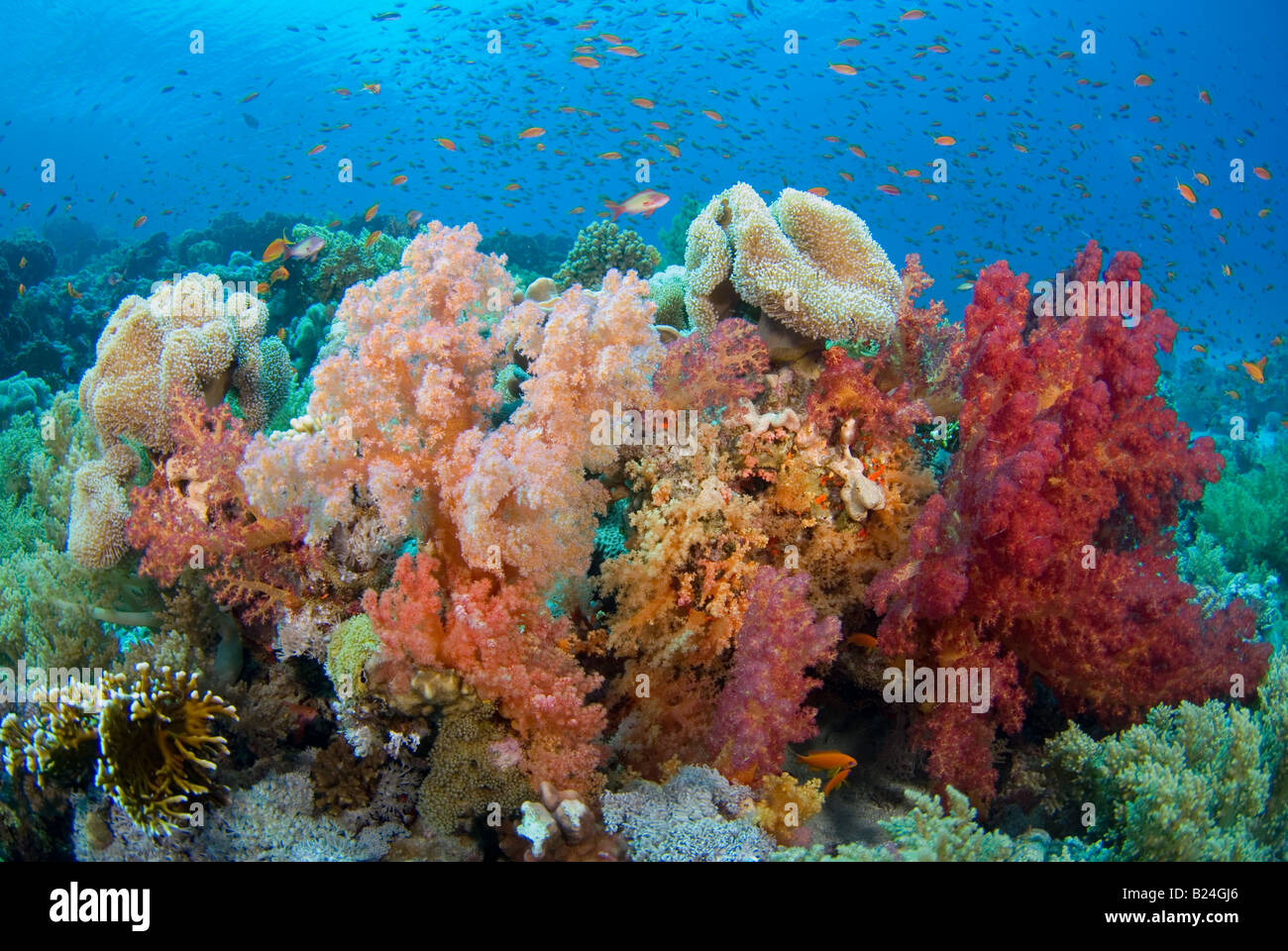 Corail mou riche patch à être à la maison pour de nombreux organismes et des poissons. Banque D'Images