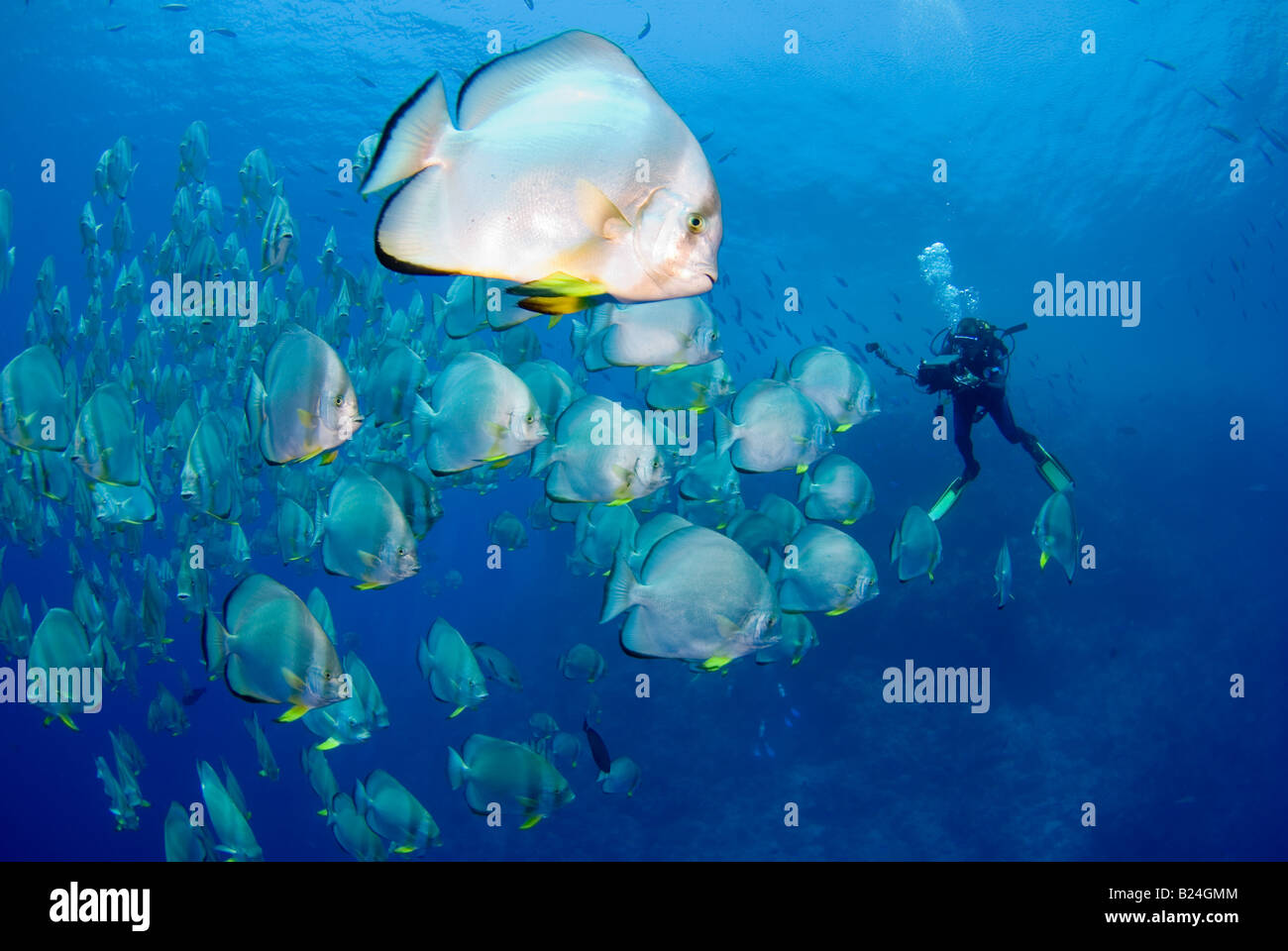 Banc de poissons chauve-souris dans la mer Rouge tapis Banque D'Images