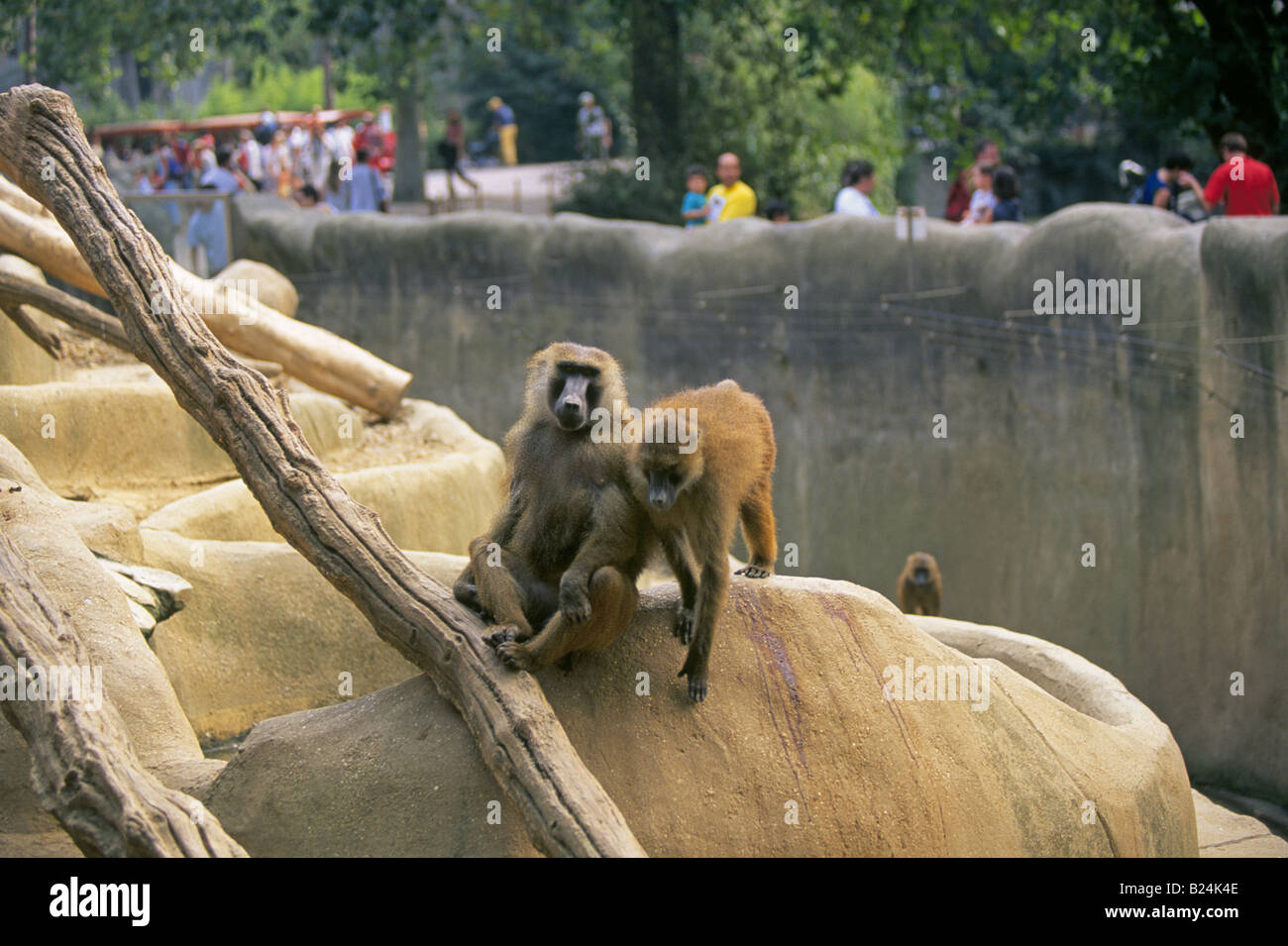 EUROPE FRANCE Paris vue de babouins dans leur habitat sur le Zoo de Paris au centre de Paris Banque D'Images