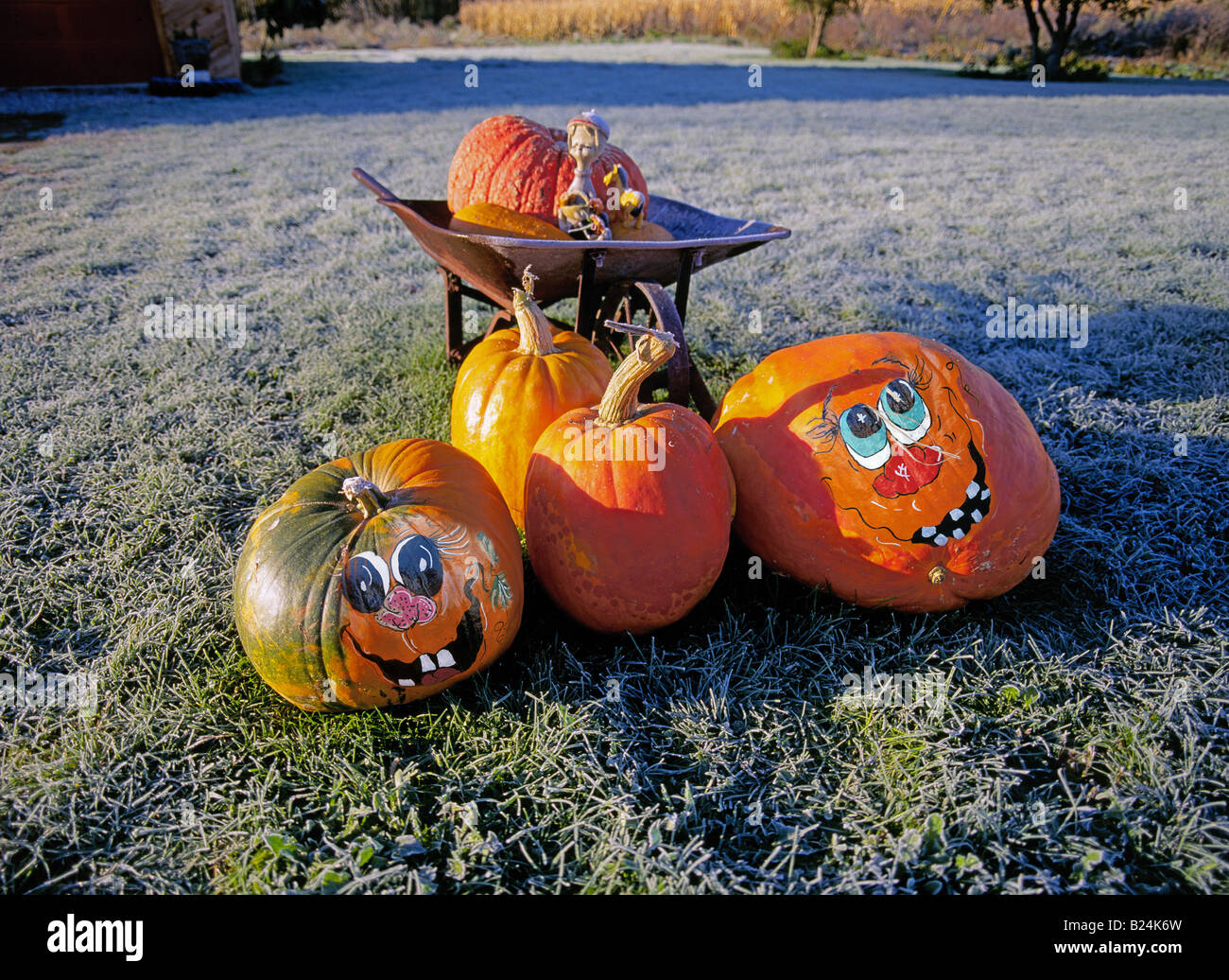 Une brouette remplie de citrouilles dans un champ près de Manchester s'agriculteur Vermont sur une frosty matin halloween en Octobre Banque D'Images
