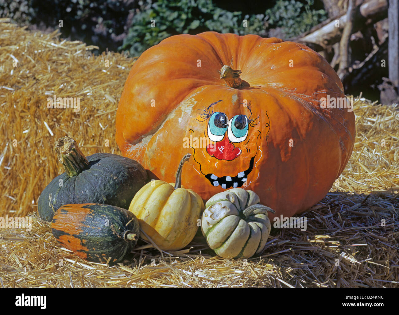 Une sélection de professionnels de citrouilles et courges d'hiver dans une ferme près de la ville de Terrebonne Banque D'Images