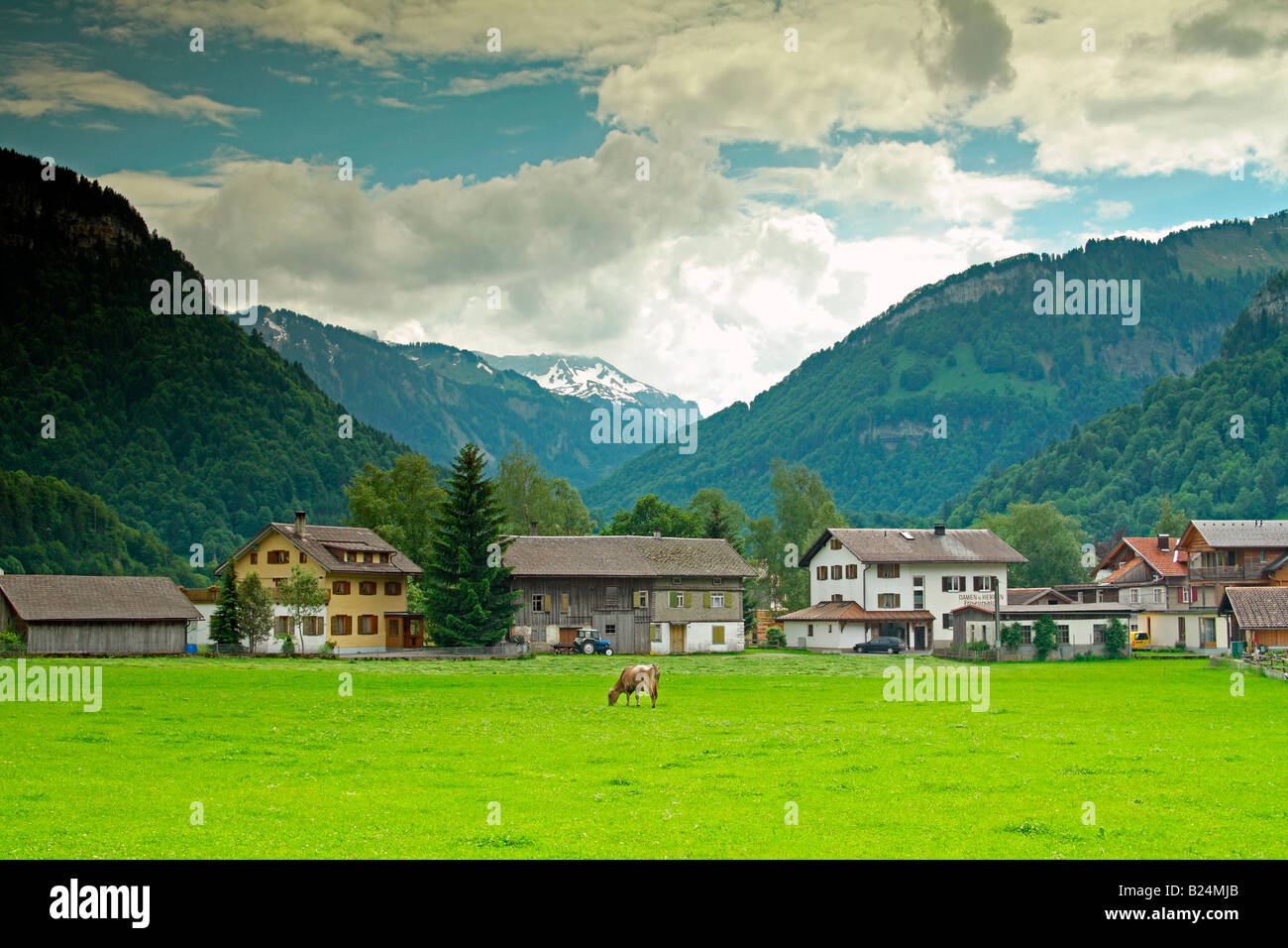 Le pâturage des vaches, Bezau, district de Bregenzerwald Vorarlberg, Autriche, région Banque D'Images