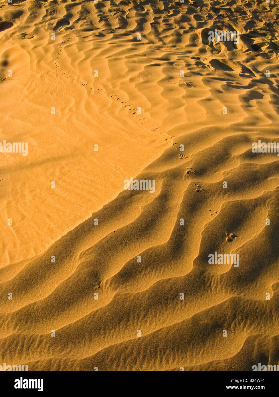 Courbes montrant des dunes de sable façonné par le vent Banque D'Images