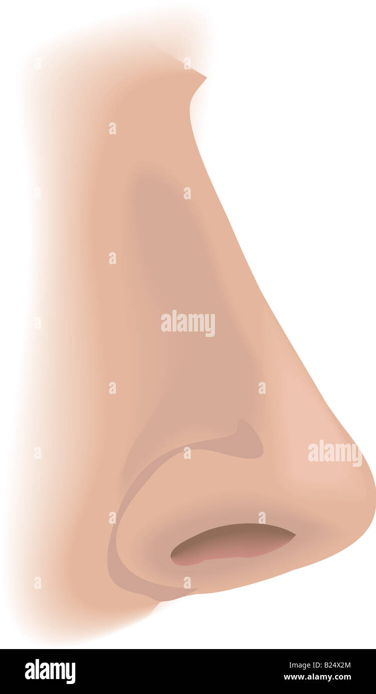 Parties du corps nez une illustration d'un nez humain Banque D'Images