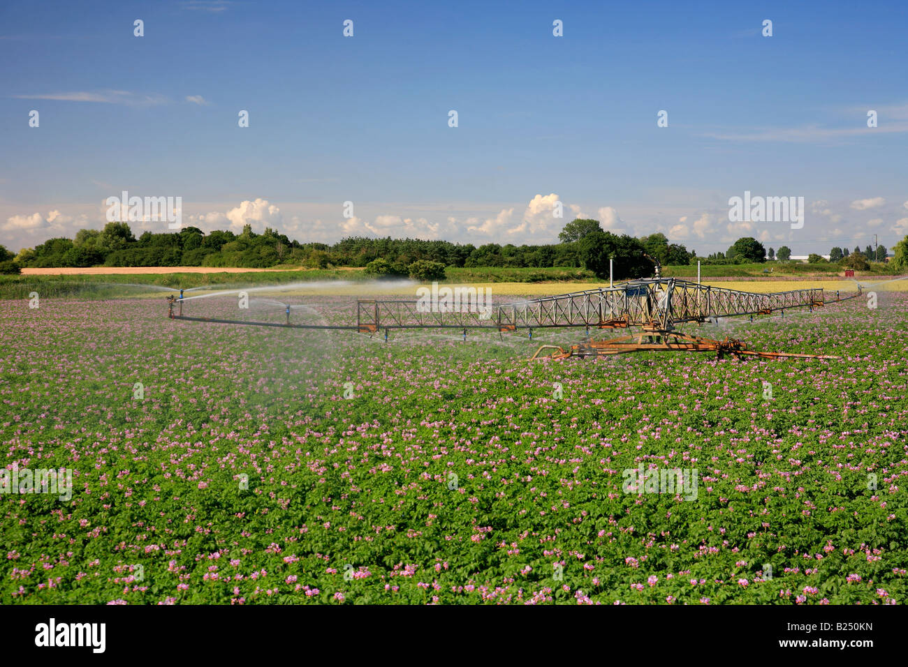 Les cultures de pommes de terre d'été délayage de fenland Cambridgeshire Angleterre télévision champ Grande-bretagne UK Banque D'Images