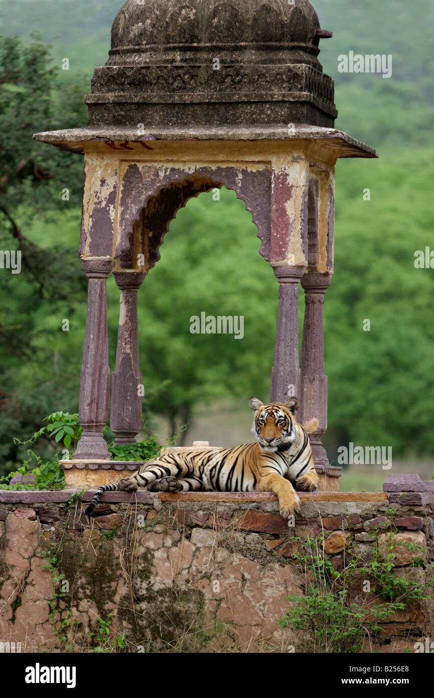 Tigre du Bengale Royal dans une ancienne dans la nature chattri koyel forêt de Ranthambhore, Rajasthan, Inde. (Panthera tigris) Banque D'Images