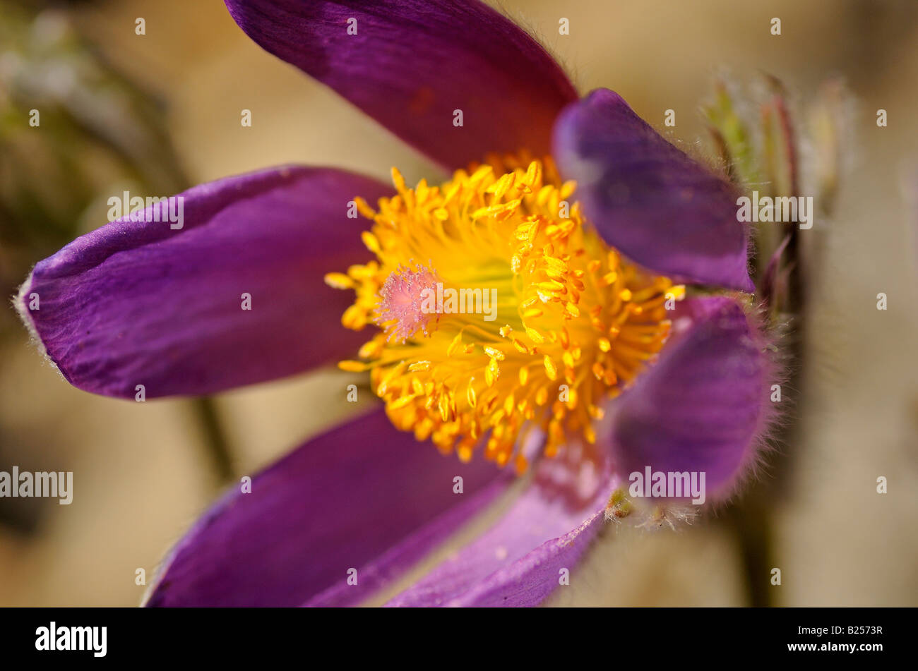 Pasque Flower, Pulsatilla vulgaris, Suisse Banque D'Images