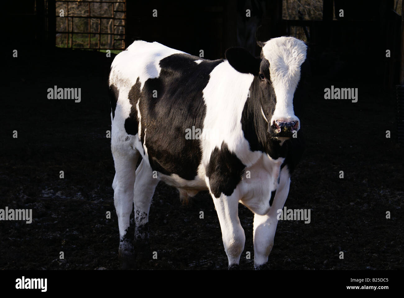 Steer Holstein Banque D'Images