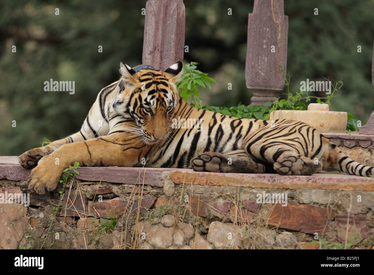 Tigre du Bengale Royal dans une ancienne dans la nature chattri koyel forêt de Ranthambhore, Rajasthan, Inde. (Panthera tigris) Banque D'Images