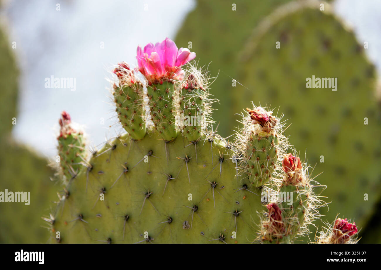Cactus Opuntia, fleurs, Sierra Madre, l'État de Oaxaca, Mexique Banque D'Images