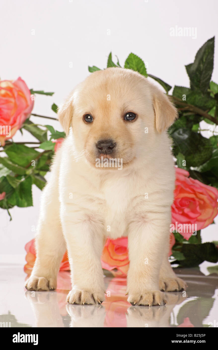 Labrador Retriever chiot - debout devant des fleurs Banque D'Images