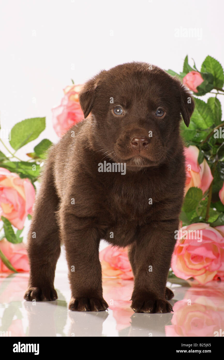Labrador Retriever chiot - debout devant des fleurs Banque D'Images