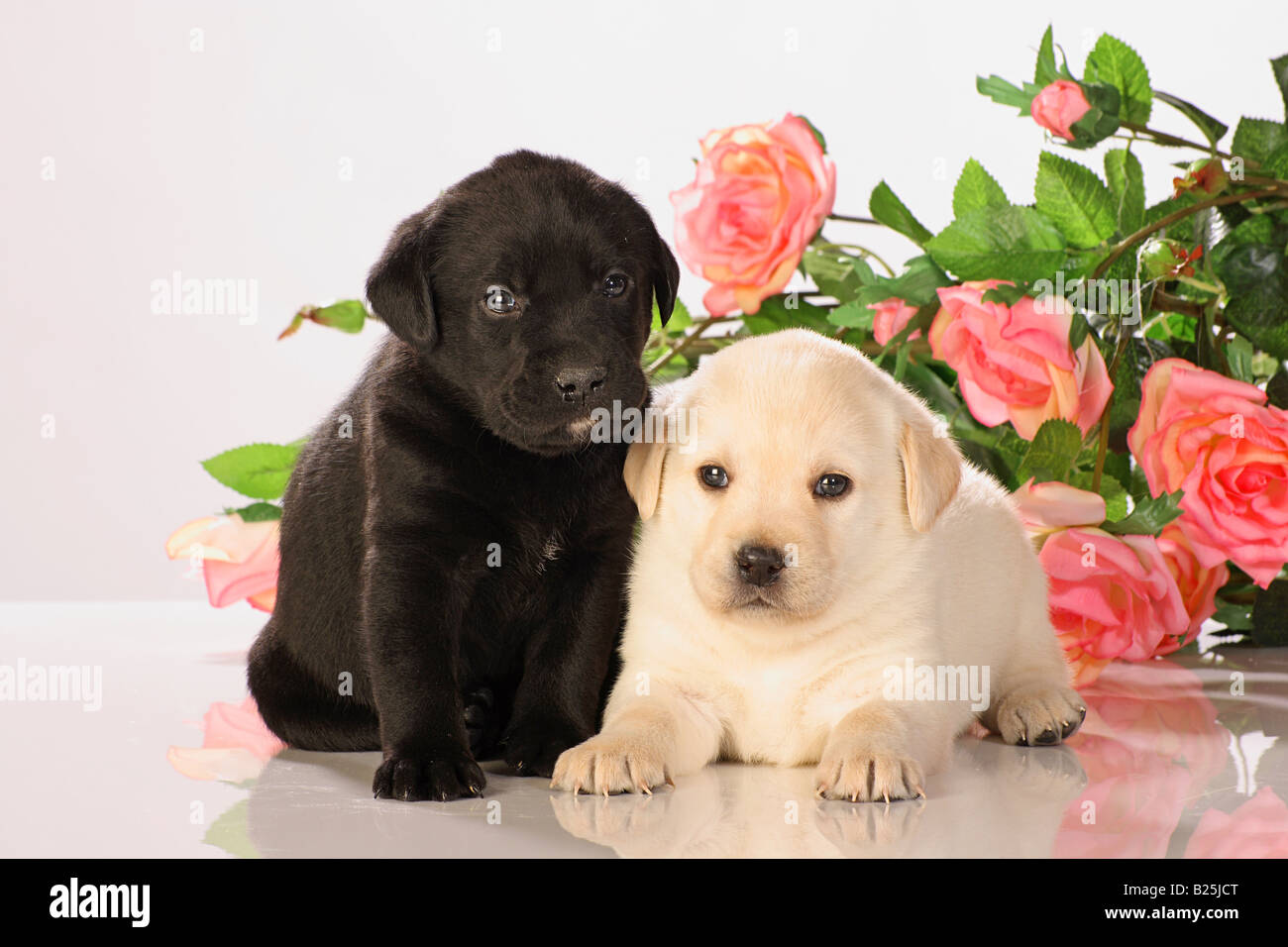 Deux chiots Labrador Retriever en face de fleurs Banque D'Images