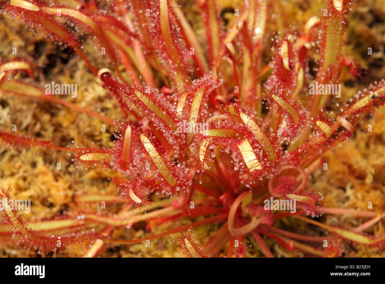 Le rossolis intermédiaire Drosera capensis (forme rouge) Banque D'Images