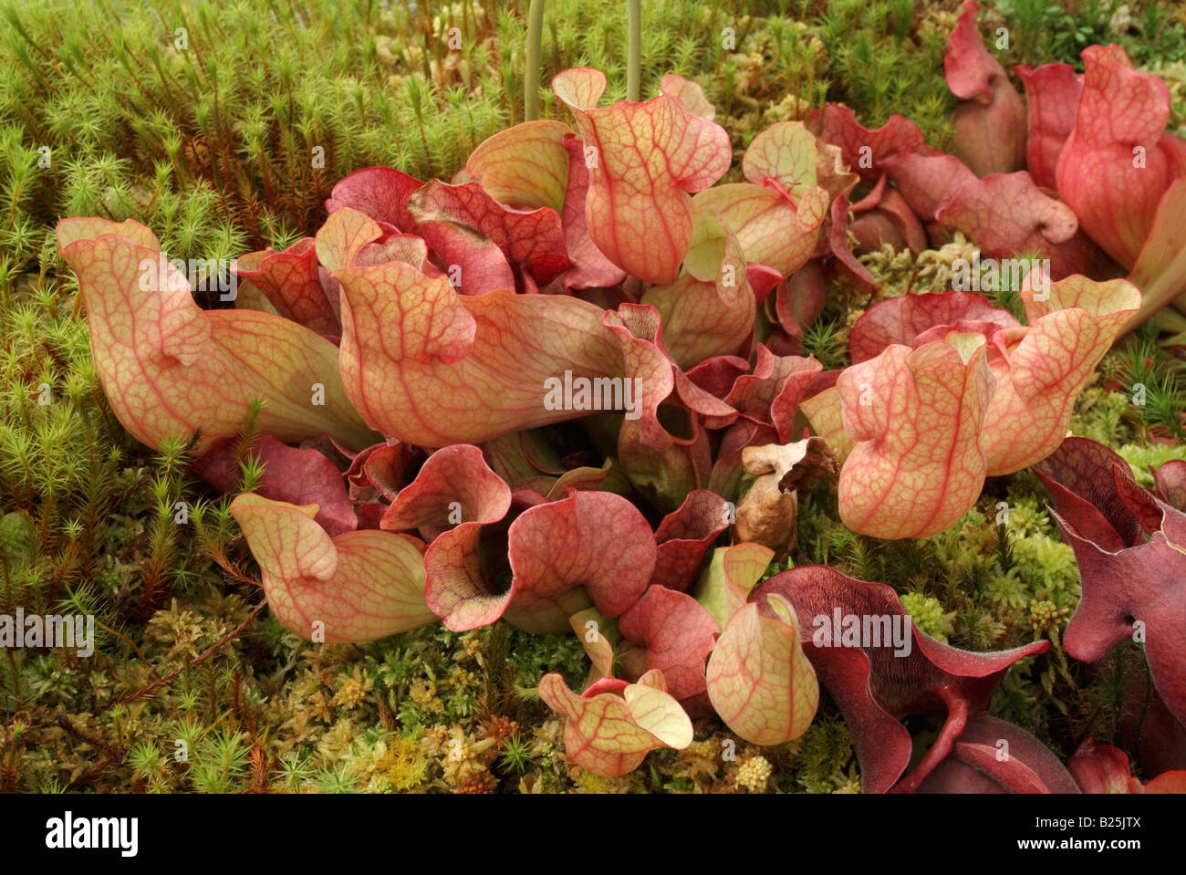 La sarracénie Sarracenia purpurea ssp. venosa Banque D'Images