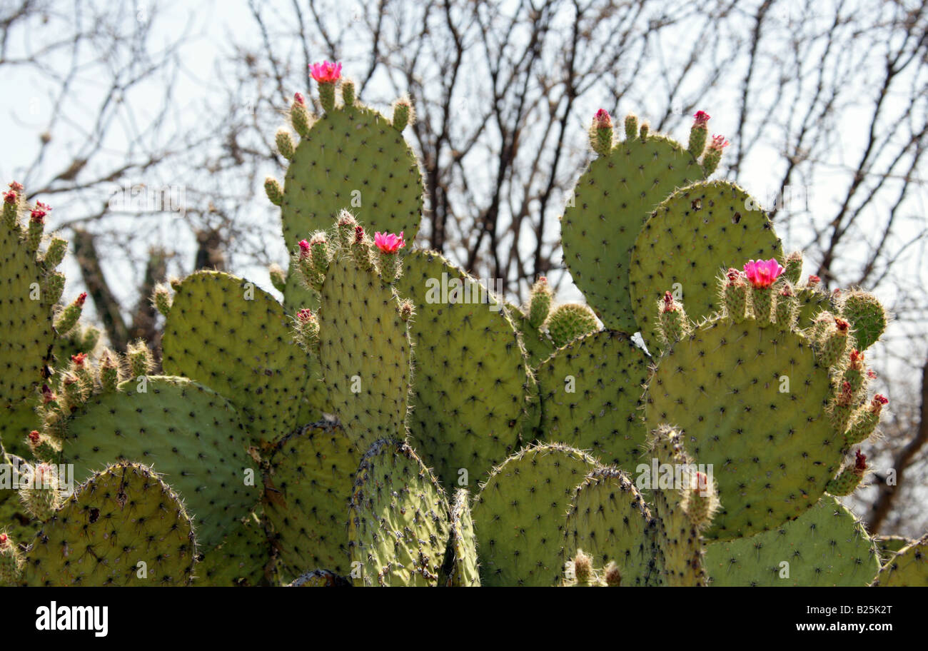 Cactus Opuntia, fleurs, Sierra Madre, l'État de Oaxaca, Mexique Banque D'Images