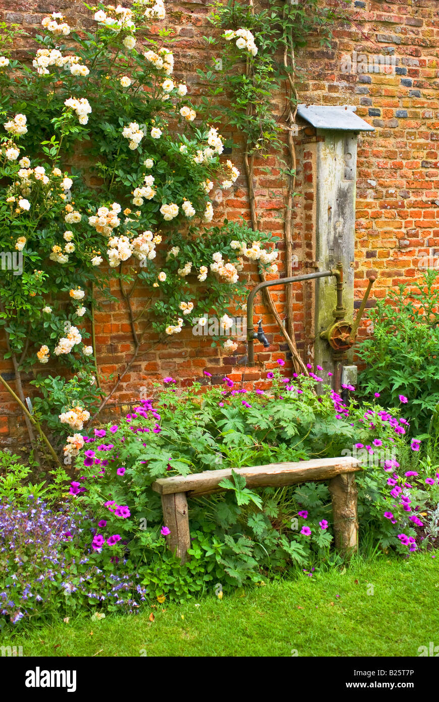 Rhododendron 'Tally Ho' au début de l'été Banque D'Images