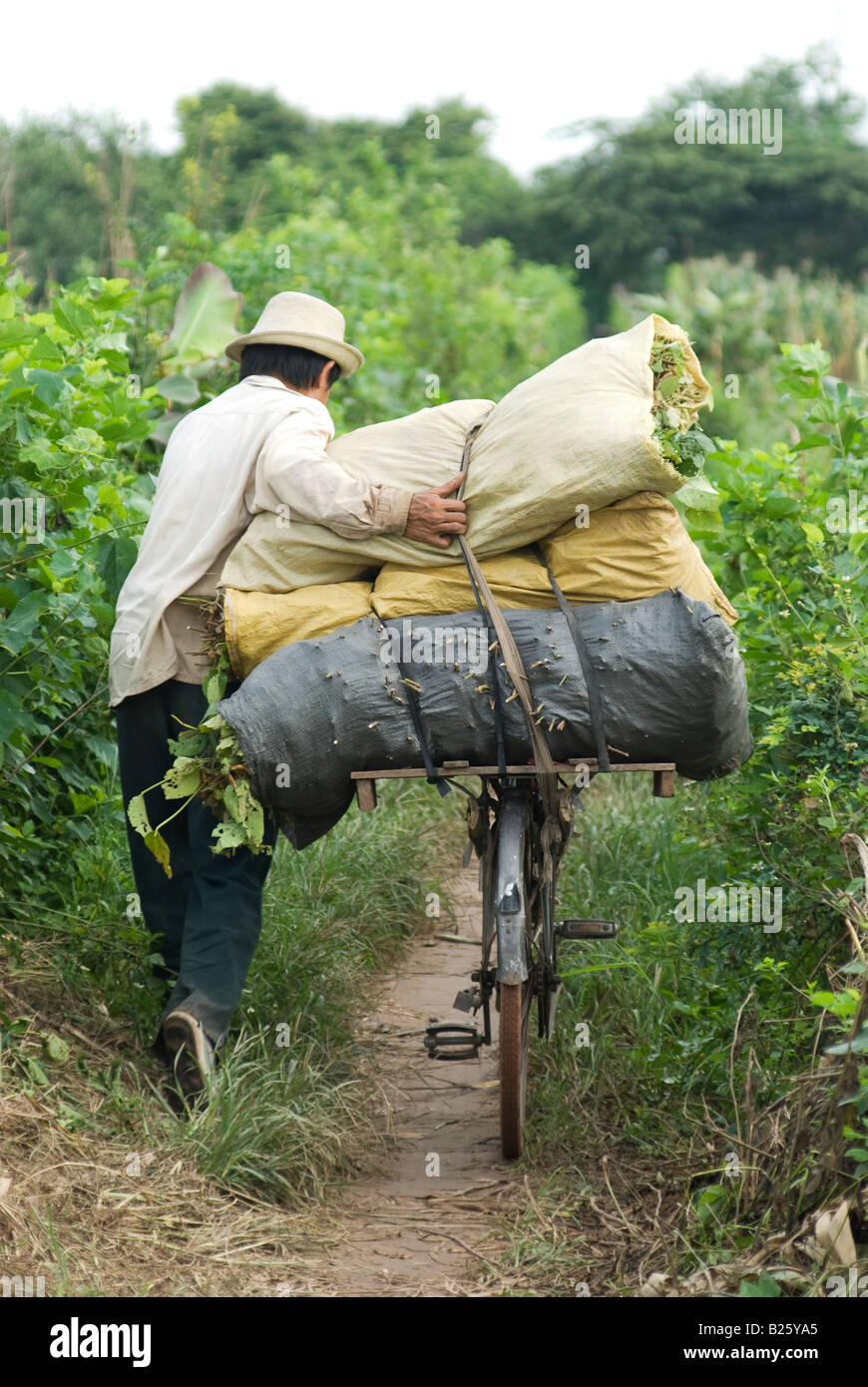 Agriculteur vietnamien marche avec son vélo lourdement chargé Banque D'Images