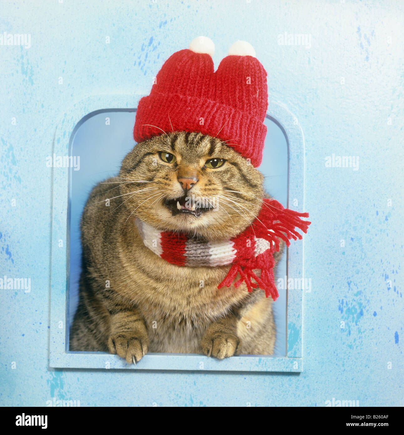 Cat - avec bobble hat and scarf Banque D'Images