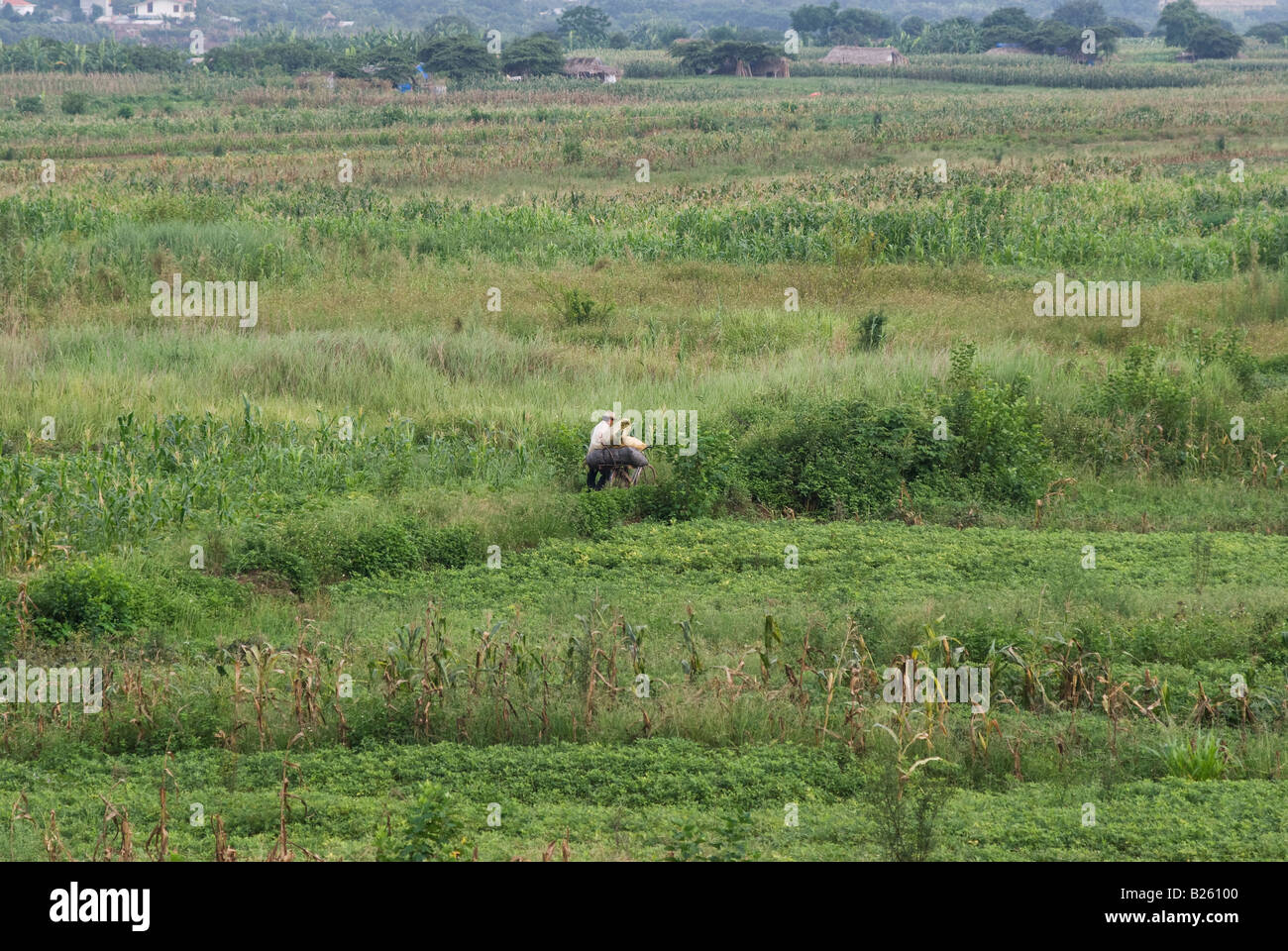 Agriculteur vietnamien marche avec son vélo lourdement chargé sur un chemin à travers les champs Banque D'Images