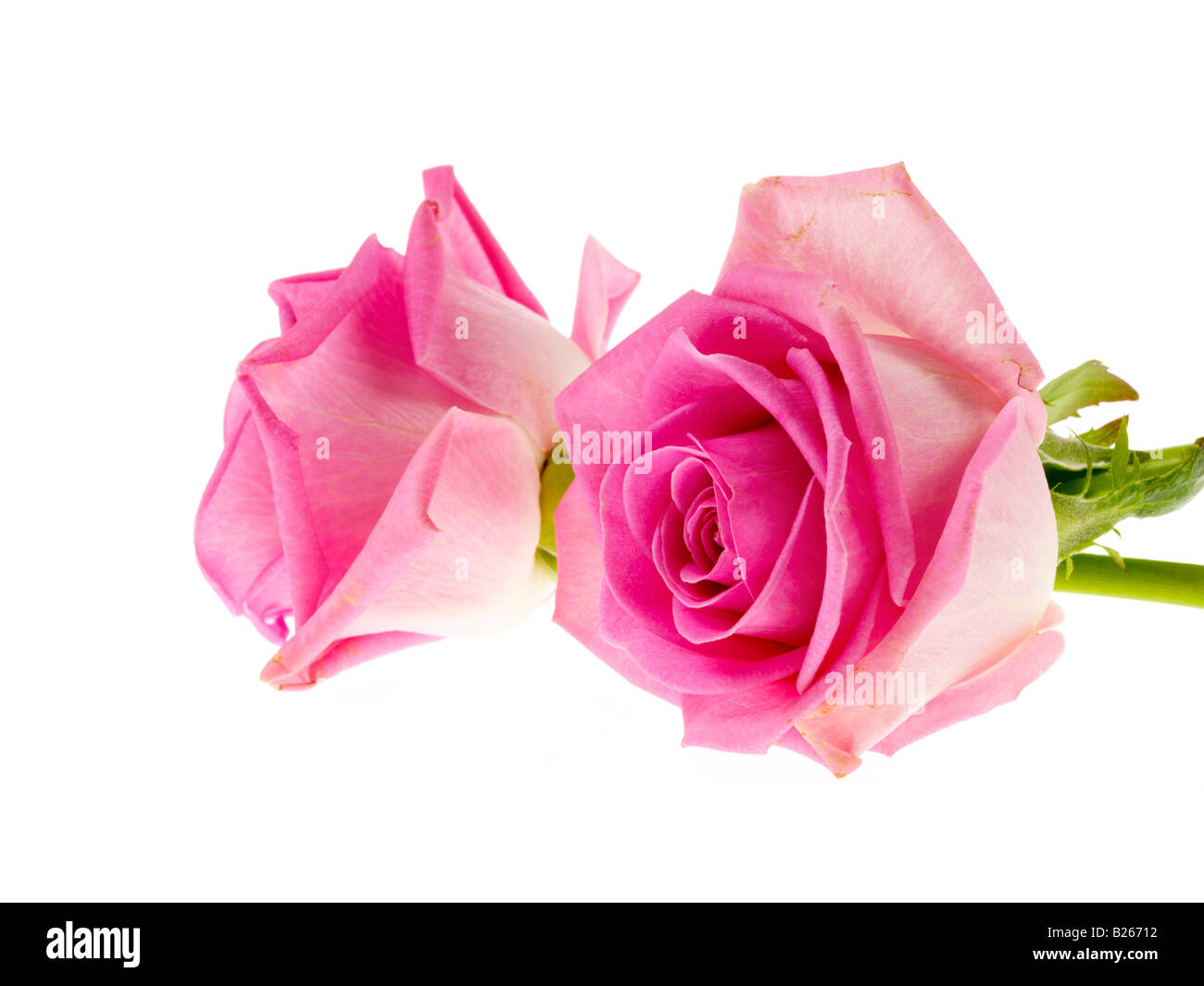 Deux roses aromatiques délicates, sans personne isolée sur blanc Banque D'Images