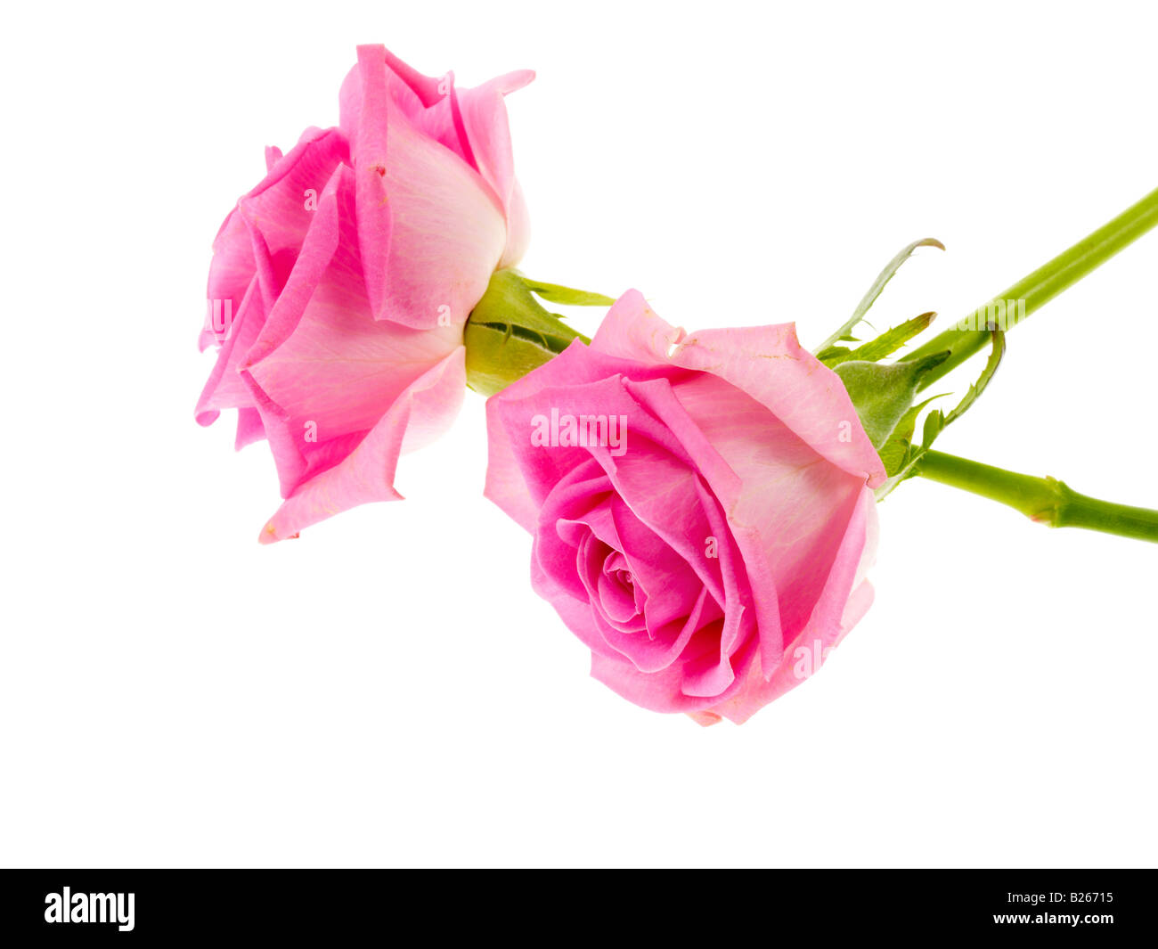 Deux roses aromatiques délicates, sans personne isolée sur blanc Banque D'Images
