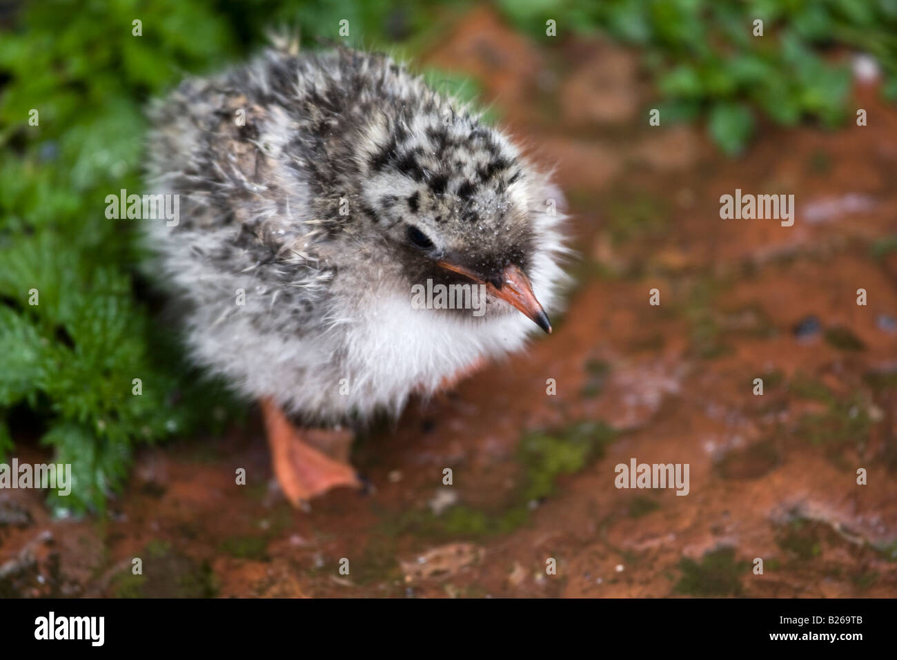 Sterne arctique bird dans le Northumberland, Angleterre, Royaume-Uni. Banque D'Images