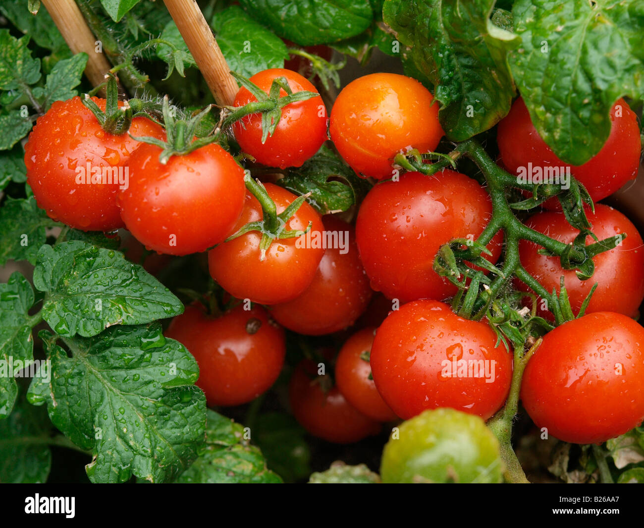 Peu de tomates mûres rouges sur de plus en plus avec des plantes fraîches waterdrops Banque D'Images