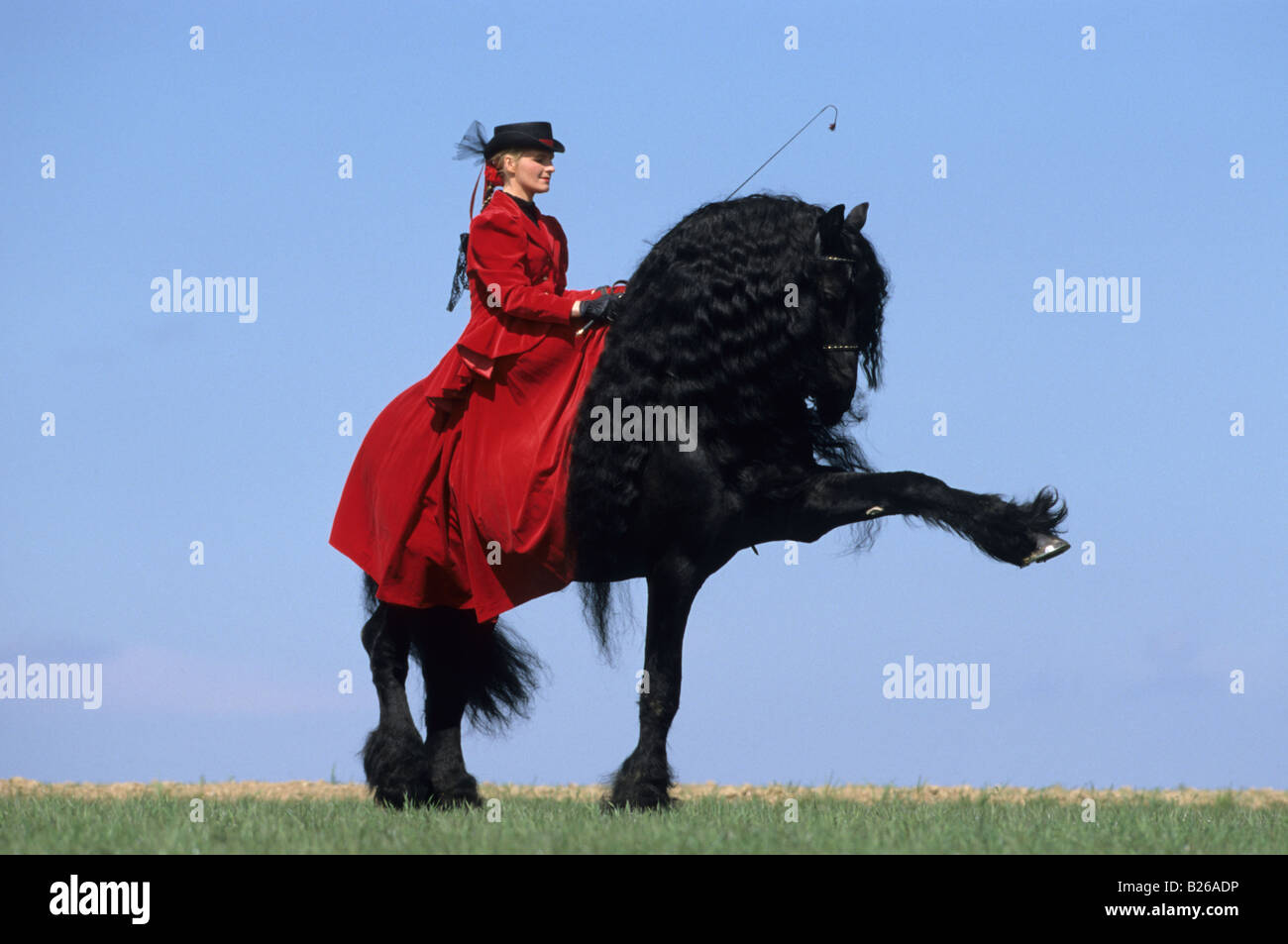 Cheval frison (Equus caballus). Stallion avec rider l'exécution de l'espagnol à pied Banque D'Images