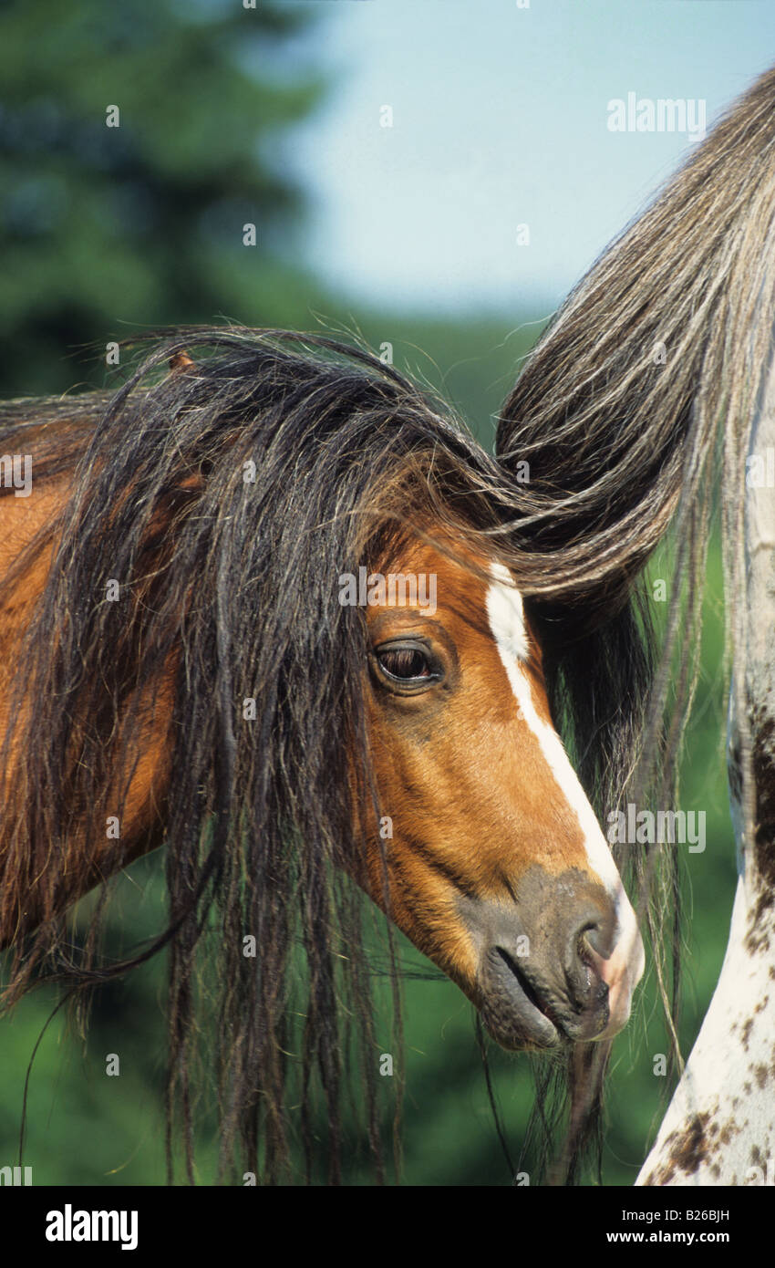 Appaloosa (Equus caballus). Jeune cheval cherchant refuge des mouches sous la queue d'un autre cheval Banque D'Images