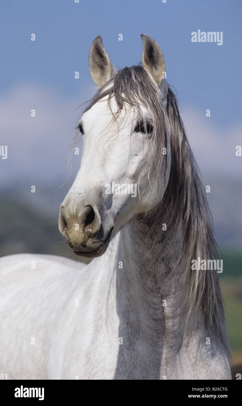 Cheval andalou (Equus caballus), portrait d'étalon Banque D'Images