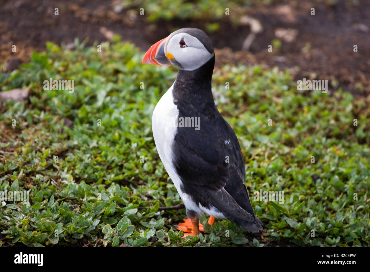 Perroquet de mer Macareux moine en Iles Farne,Angleterre Northumberland. Banque D'Images