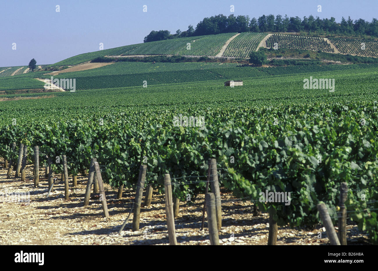 Vignobles de Chablis, Bourgogne, France Banque D'Images