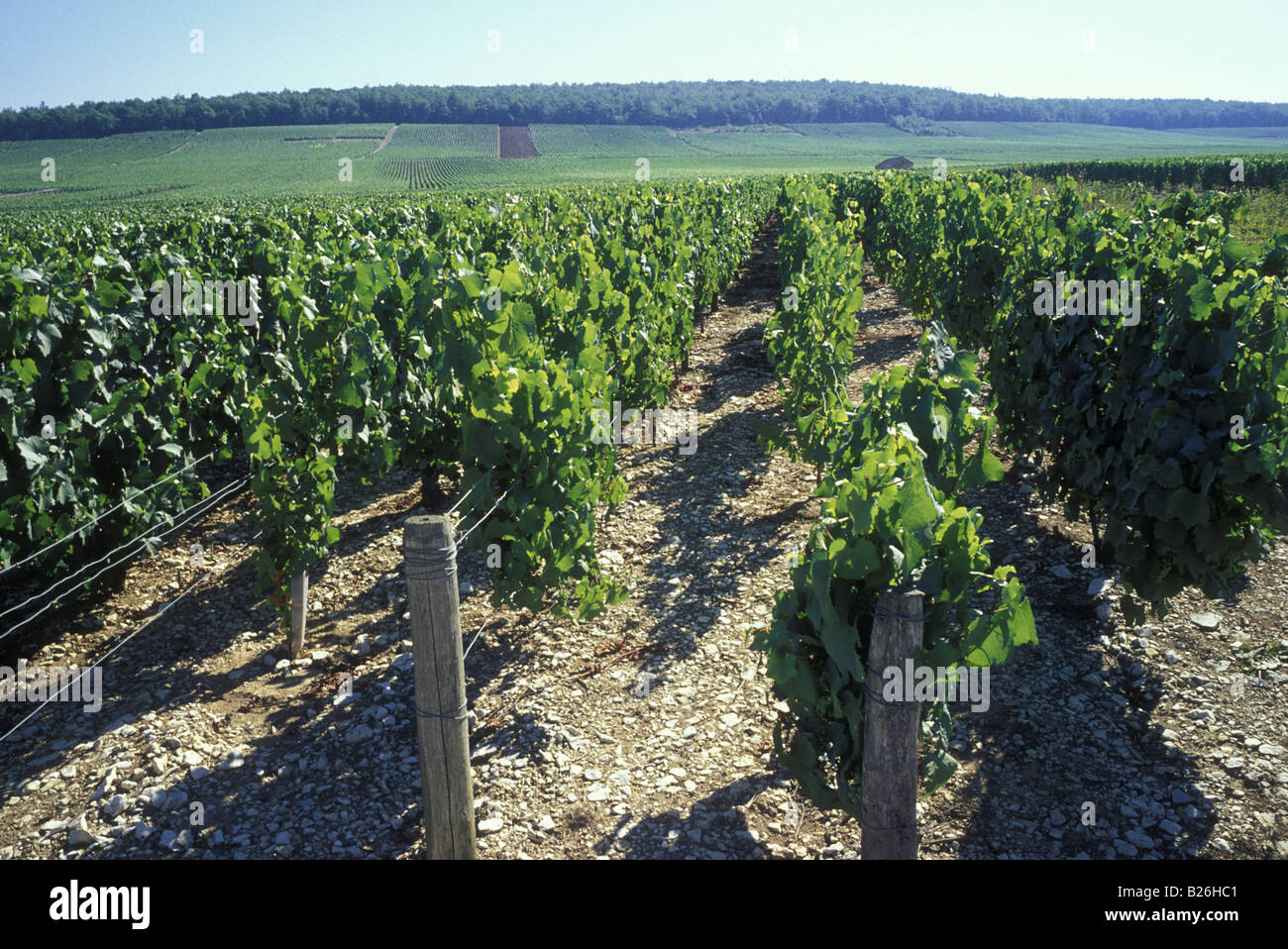 Vignobles de Chablis, Bourgogne, France Banque D'Images