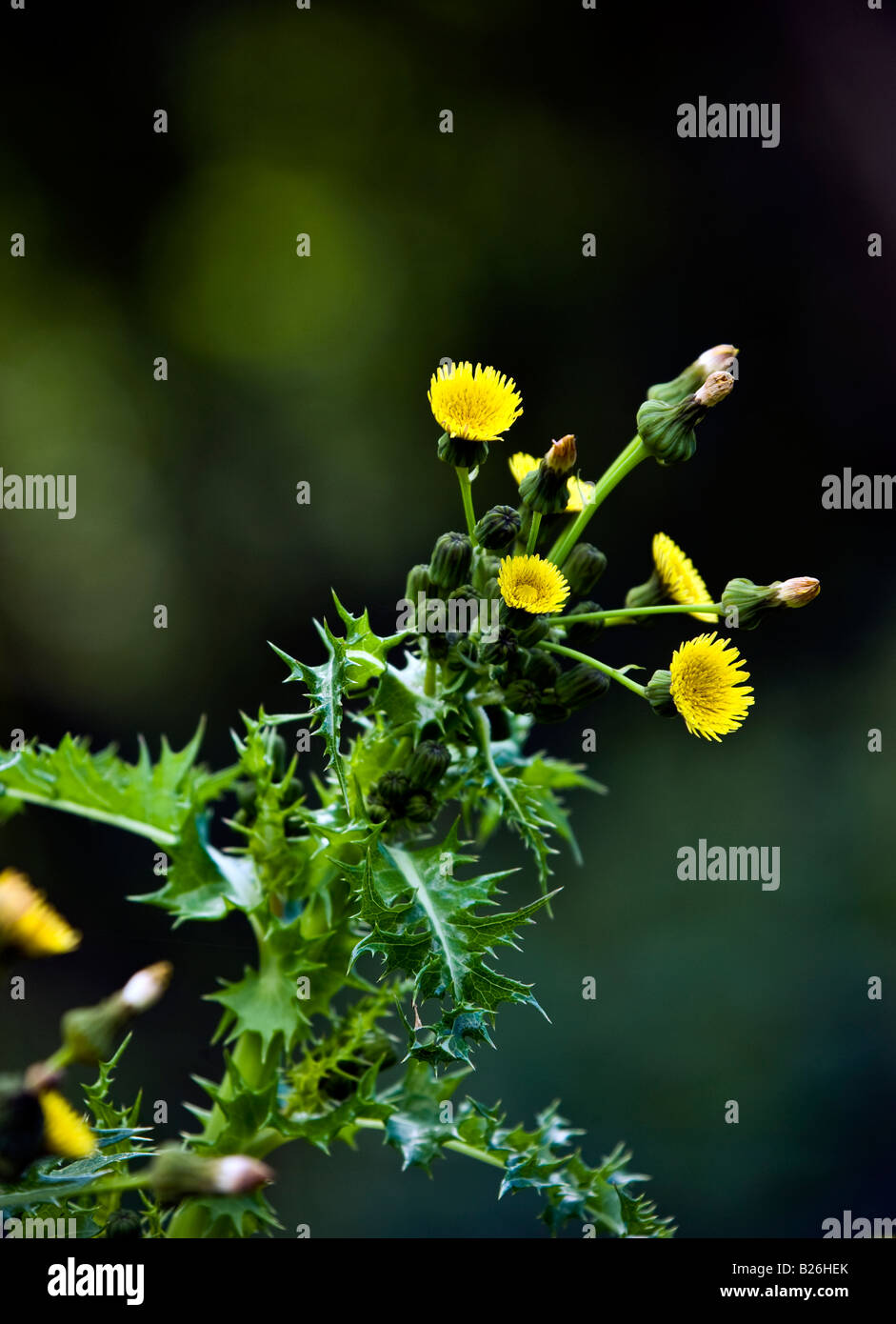 Le laiteron piquant - Sonchus asper Banque D'Images