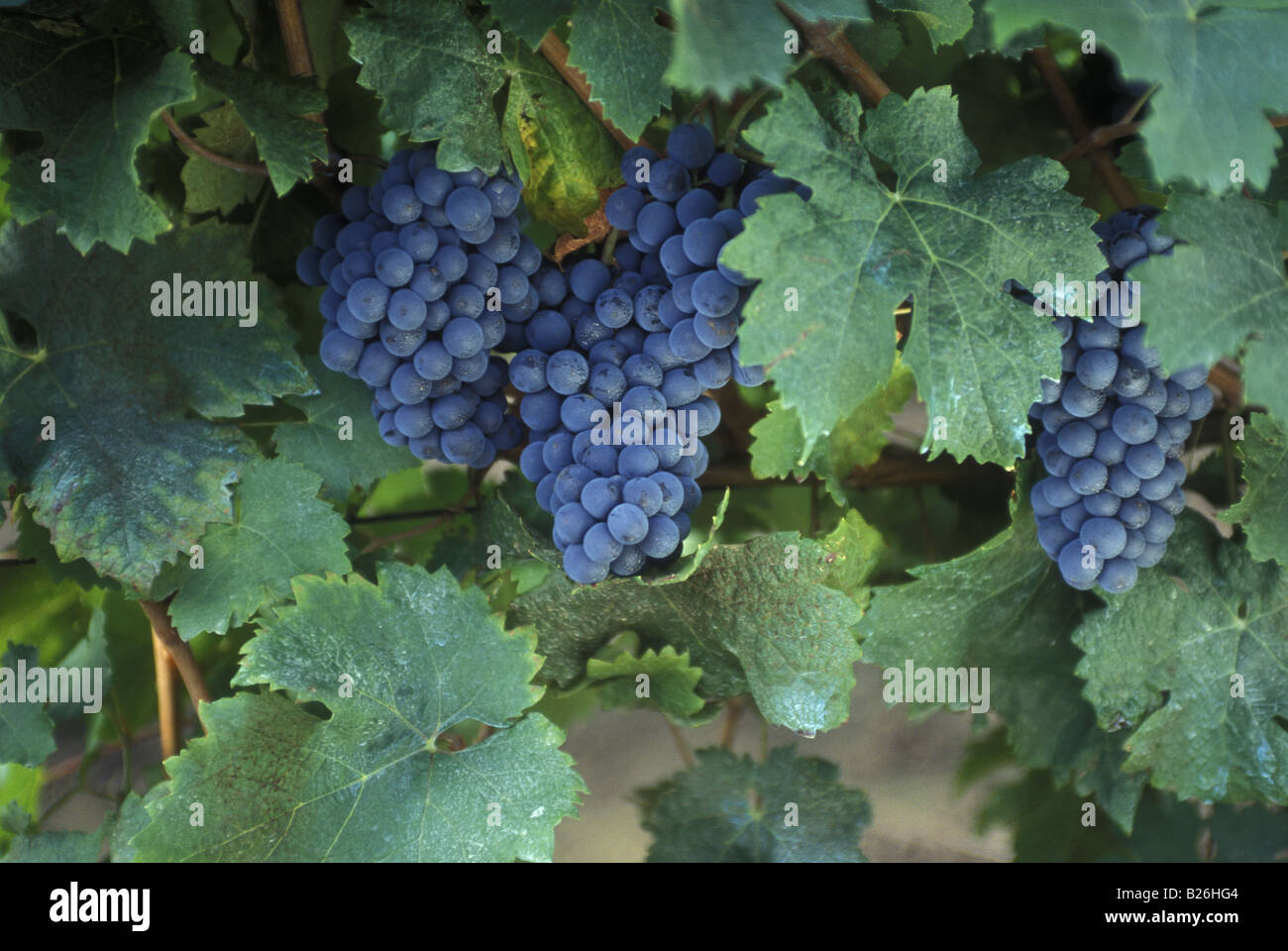 Cabernet Franc grapes growing dans la région de la Loire, France Banque D'Images